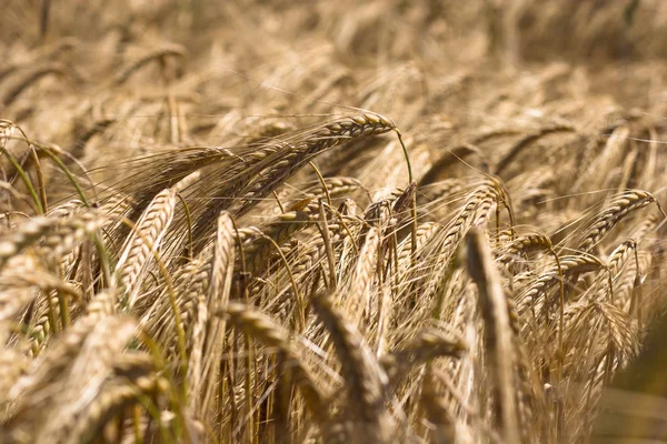 Yellow grain ready for harvest growing in a farm field — Stock Photo, Image
