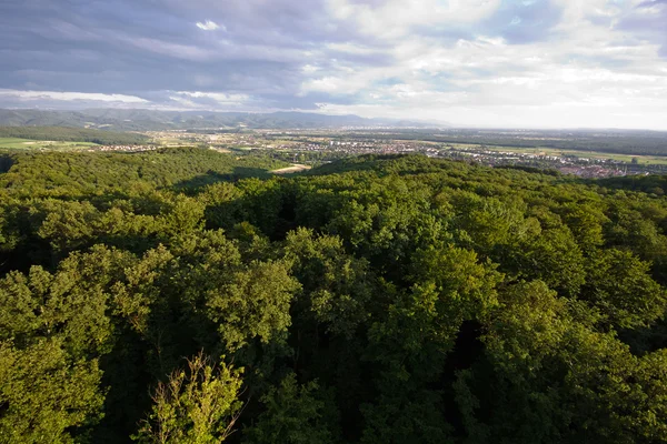 Forrest preto na Alemanha quase Freiburg — Fotografia de Stock