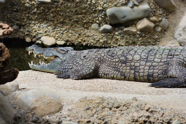Jonge alligator — Stockfoto