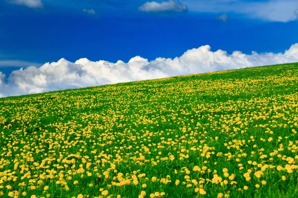 春天风景-绿色的田野、 蓝蓝的天空 — 图库照片