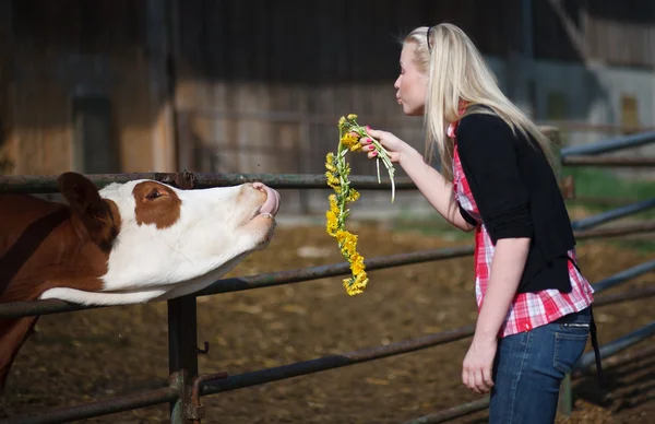 Állat: tehén, a termőföld — Stock Fotó