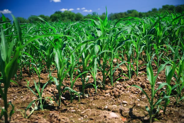 Rangée de maïs sur un champ agricole . — Photo