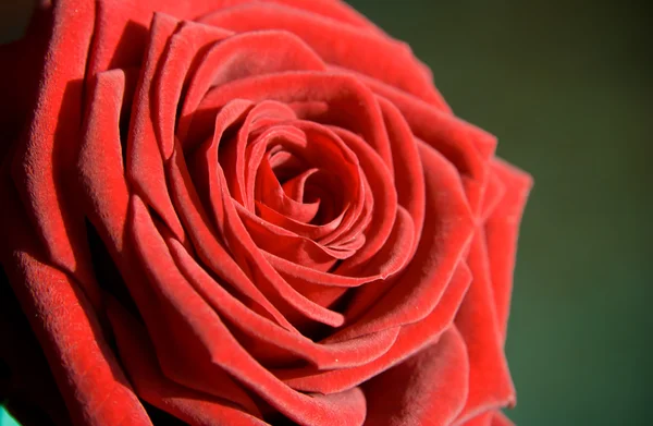 Blomma: röd ros som vykort till exempel — Stockfoto