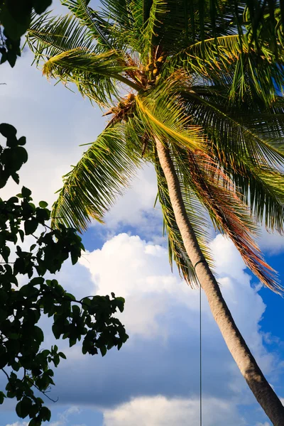 Coconut trees couple — Stock Photo, Image