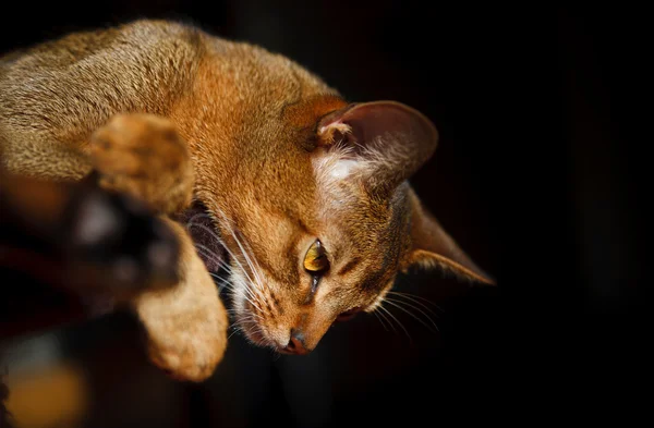 Gato abisinio — Foto de Stock
