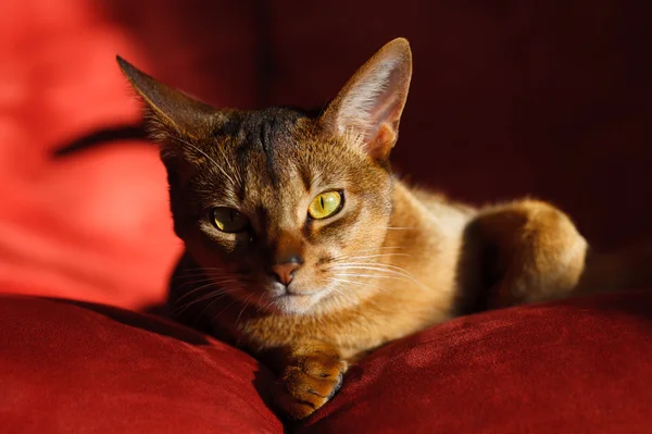 Chat abyssinien — Photo