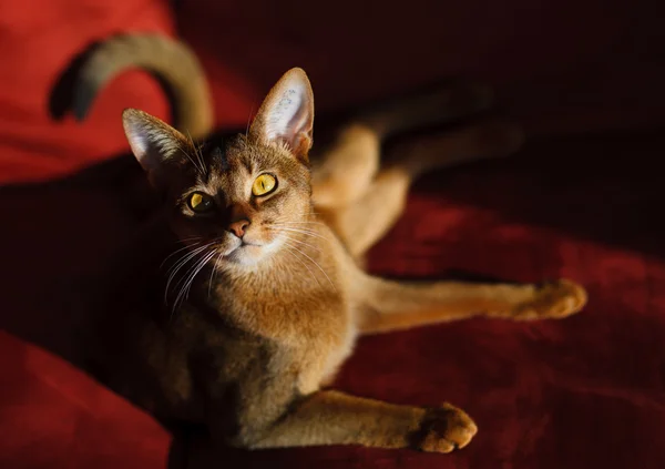 Абиссинская кошка — стоковое фото