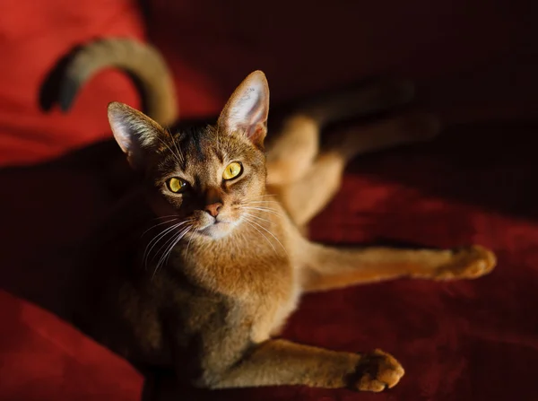 Gato abisinio —  Fotos de Stock