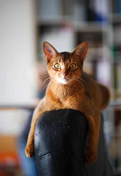 アビシニア猫 — ストック写真