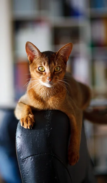 Gato abisinio —  Fotos de Stock