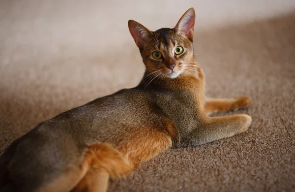 Pisica abisiniană — Fotografie, imagine de stoc