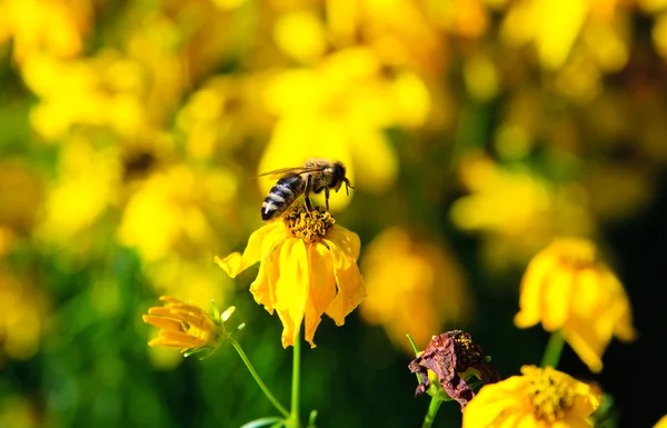 蜜蜂在黄色的花朵上 — 图库照片