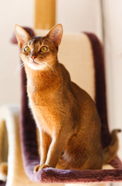Chat abyssinien — Photo