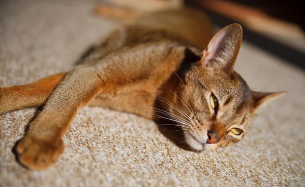 Kot Abisyński — Zdjęcie stockowe