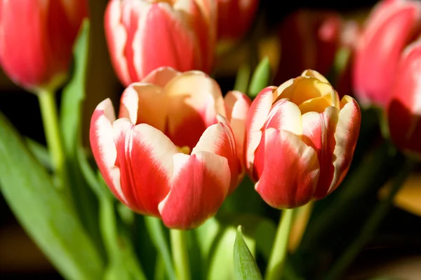 Tulipany na czarnym tle — Zdjęcie stockowe