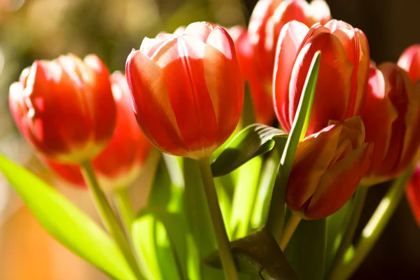 Tulipany w słońcu — Zdjęcie stockowe