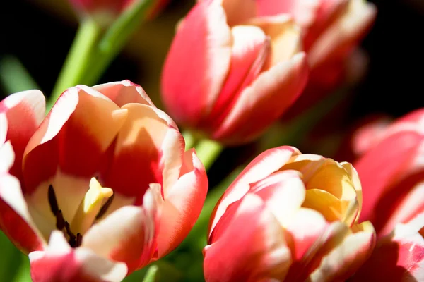 Tulpen ww-foto — Stockfoto