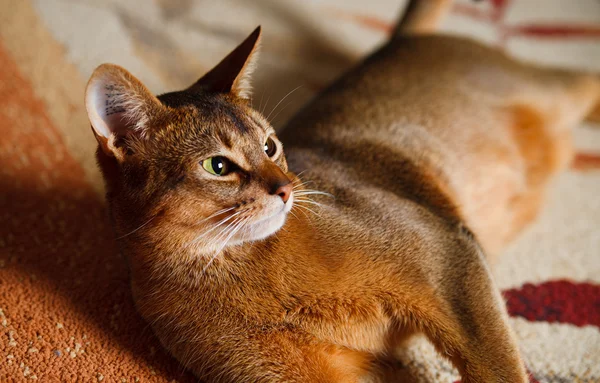 Abessinische Katze — Stockfoto