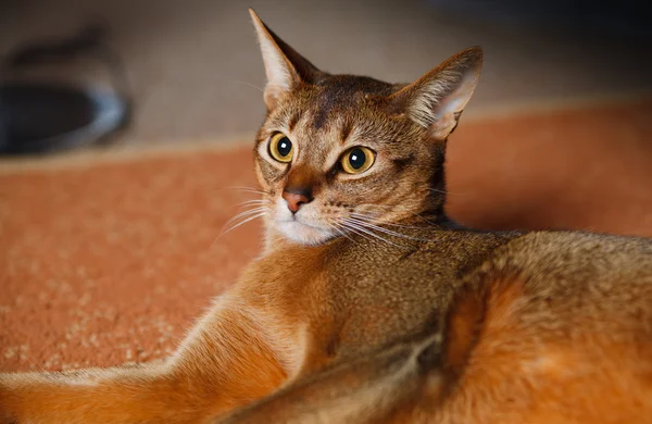 Gato abisinio — Foto de Stock