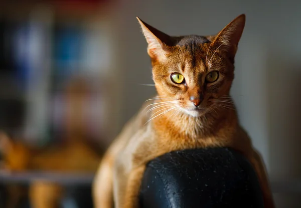 Abyssinian cat Stock Picture