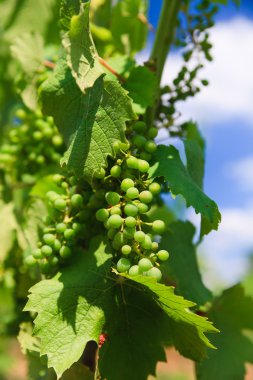 Vineyard satırları