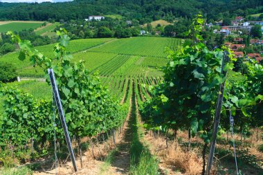 Vineyard satırları