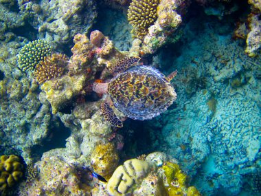 hawksbill kaplumbağa gibi uçan yüzmek