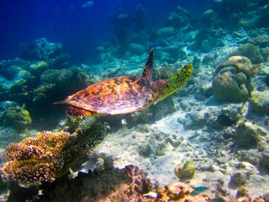 hawksbill kaplumbağa gibi uçan yüzmek