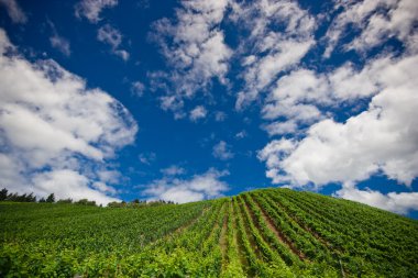 Vineyard satırları Almanya