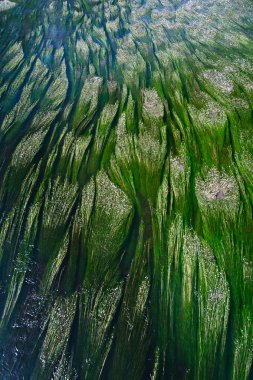 Under water plants as textures clipart