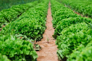 Beautiful, big, green cabbage from ecological farm clipart