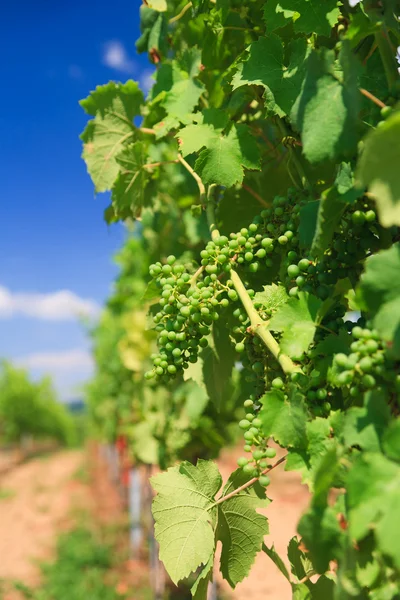 Виноградник рядків — стокове фото