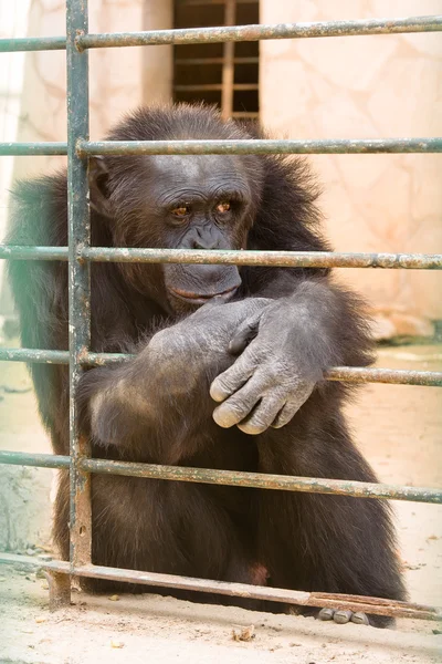 stock image Gorilla in zoo