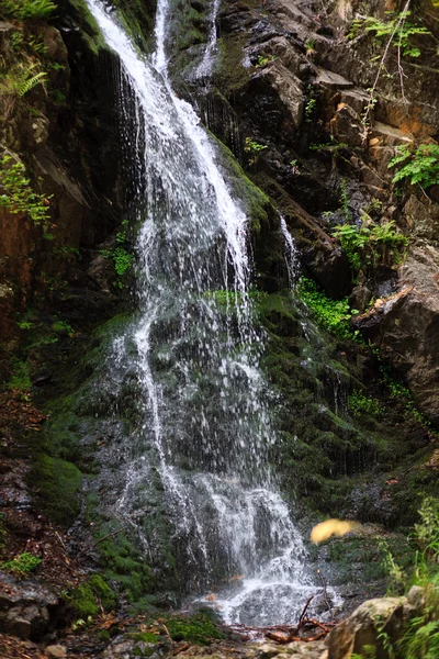 stock image Cascade in black forest