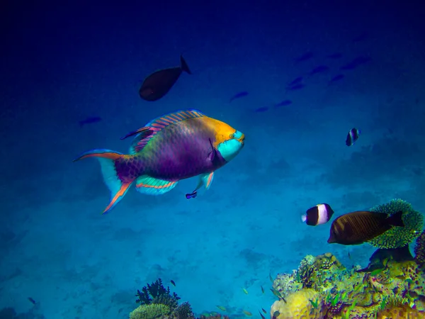 Под водой на Мальдивах — стоковое фото