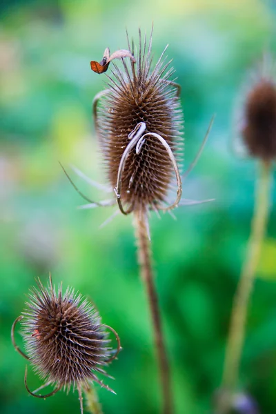 秋の植物 — ストック写真