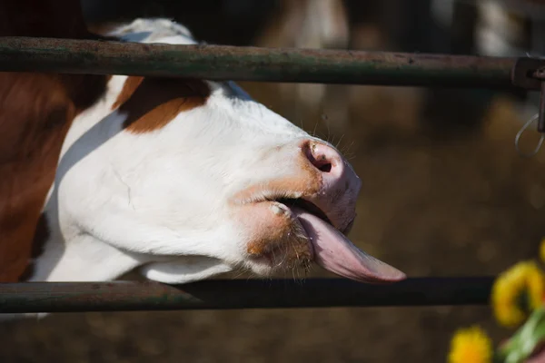 Tier: Kuh auf Ackerland — Stockfoto