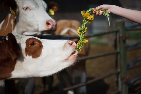 Животное: корова на ферме — стоковое фото