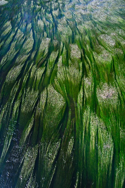 Onder waterplanten als texturen — Stockfoto