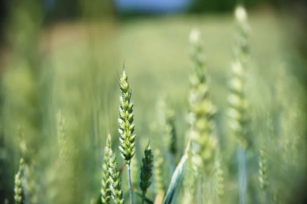 Frischer grüner Mais auf einem Maisfeld mit blauem Himmel als Hintergrund — Stockfoto