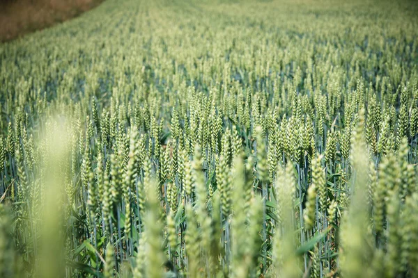 Frischer grüner Mais auf einem Maisfeld mit blauem Himmel als Hintergrund — Stockfoto