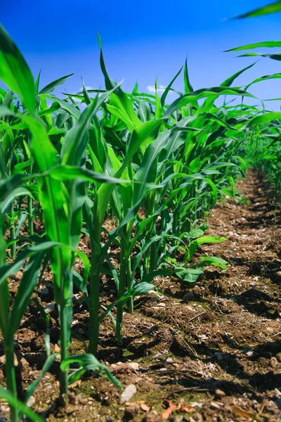 Reihe von Mais auf einem landwirtschaftlichen Feld. — Stockfoto
