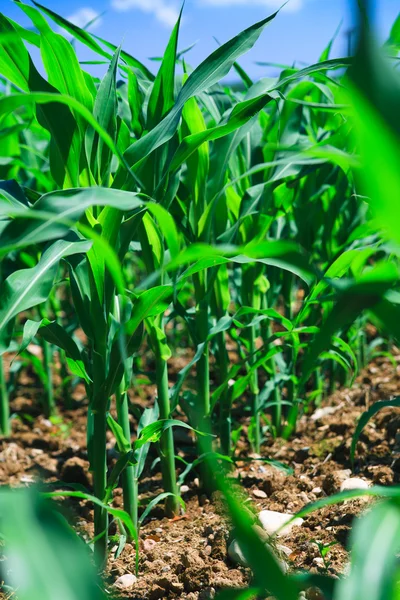 Рядок кукурудзи на сільськогосподарському полі . — стокове фото