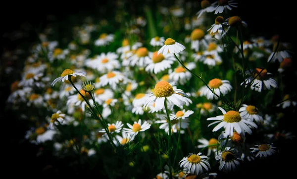Campo de grama primavera com muitas margaridas brancas — Fotografia de Stock