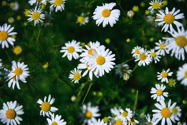 Lente grasveld met veel witte daisies — Stockfoto