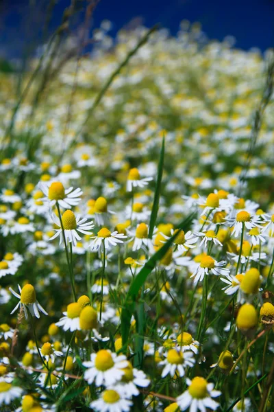 Pole trawa wiosna z wielu białe stokrotki — Zdjęcie stockowe
