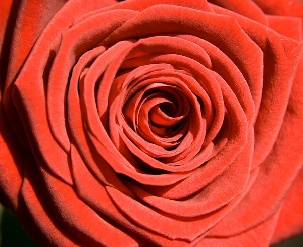 Blomma: röd ros som vykort till exempel — Stockfoto