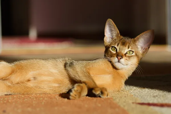 Mladí habešský kočka v akci — Stock fotografie