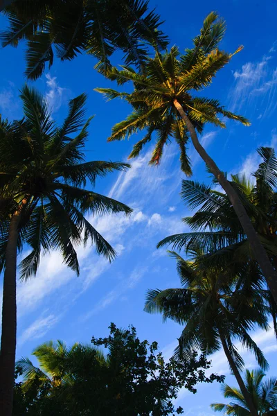 椰子树木夫妇 — 图库照片