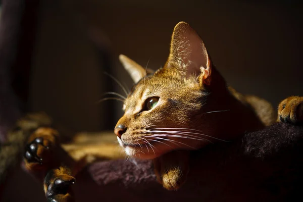 Stock image Abyssinian cat